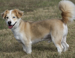 Medium Photo #1 Australian Shepherd-Beagle Mix Puppy For Sale in Longview, TX, USA