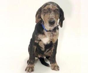 Catahoula Leopard Dog Dogs for adoption in Show Low, AZ, USA