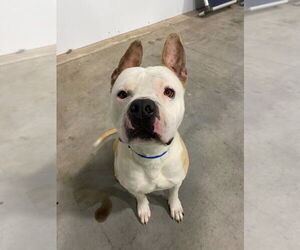 Mutt Dogs for adoption in Salt Lake City, UT, USA