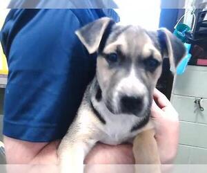Mutt Dogs for adoption in Tulsa, OK, USA