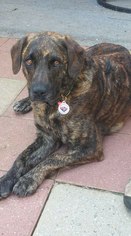Medium Photo #1 Plott Hound-Unknown Mix Puppy For Sale in Holly Springs, NC, USA