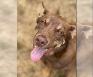 Mutt Dogs for adoption in Redmond, WA, USA