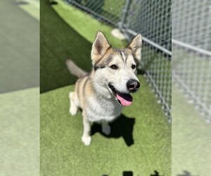 Alaskan Malamute-Unknown Mix Dogs for adoption in Camarillo, CA, USA