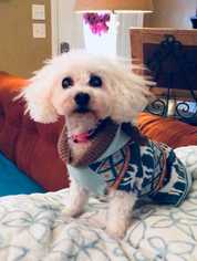 Poodle (Miniature) Dogs for adoption in Knoxville, TN, USA