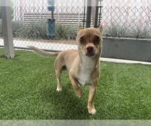 Chihuahua Dogs for adoption in Corona, CA, USA