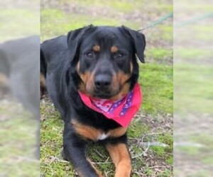 Rottweiler Dogs for adoption in Wheaton, IL, USA