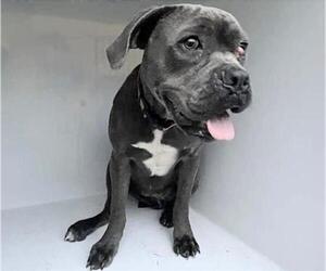 Medium Photo #2 Bulldog-Unknown Mix Puppy For Sale in Houston, TX, USA