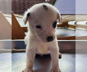 Mutt Dogs for adoption in Minneapolis, MN, USA