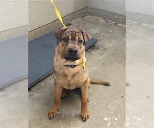 Chinese Shar-Pei-Unknown Mix Dogs for adoption in Camarillo, CA, USA