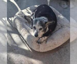 Chihuahua-Unknown Mix Dogs for adoption in San Antonio, TX, USA