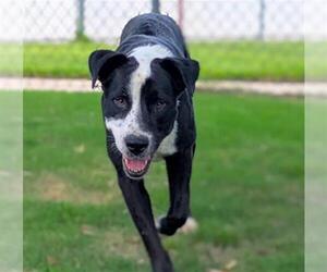 Border Collie-Great Dane Mix Dogs for adoption in Texas City, TX, USA
