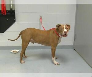 American Pit Bull Terrier Dogs for adoption in St. Cloud, FL, USA