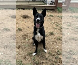 German Shepherd Dog-Huskies  Mix Dogs for adoption in Silver Spring, MD, USA