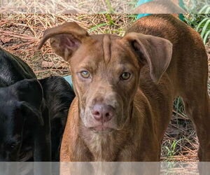 Mountain Cur-Unknown Mix Dogs for adoption in Anniston, AL, USA