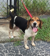 Medium Photo #1 Beagle Puppy For Sale in Tampa, FL, USA