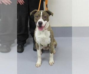 American Pit Bull Terrier-Unknown Mix Dogs for adoption in Louisville, KY, USA