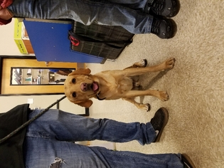 Golden Retriever-Unknown Mix Dogs for adoption in Provo, UT, USA