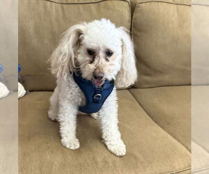 Poodle (Miniature) Dogs for adoption in Mundelein, IL, USA