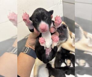 Labrador Retriever-Unknown Mix Dogs for adoption in San Antonio, TX, USA