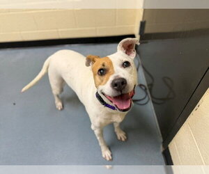 American Pit Bull Terrier-Unknown Mix Dogs for adoption in Denver, CO, USA