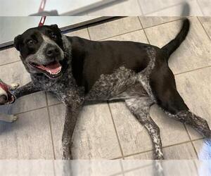 Mutt Dogs for adoption in Grand Prairie, TX, USA