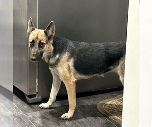 German Shepherd Dog Dogs for adoption in columbia, SC, USA