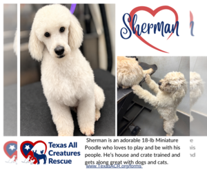 Poodle (Miniature) Dogs for adoption in Lillian, TX, USA