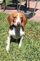 Medium Photo #1 Beagle Puppy For Sale in Fort Lauderdale, FL, USA