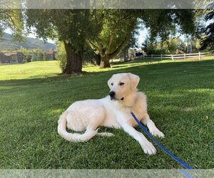 Great Pyrenees Dogs for adoption in Bountiful, UT, USA