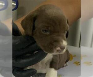 American Pit Bull Terrier-Unknown Mix Dogs for adoption in Visalia, CA, USA
