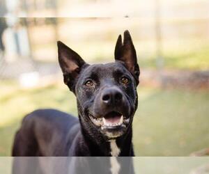 German Shepherd Dog-Unknown Mix Dogs for adoption in Orlando, FL, USA