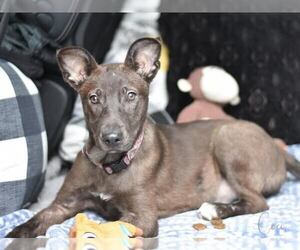 Unknown-Whippet Mix Dogs for adoption in Brewster, NY, USA