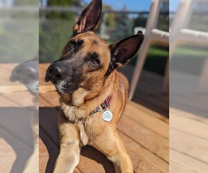 Mutt Dogs for adoption in Oro Medonte, Ontario, Canada