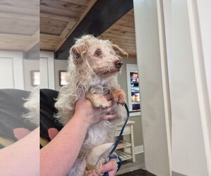 Mutt Dogs for adoption in Emmett, ID, USA