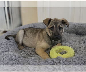 Mutt Dogs for adoption in Menifee, CA, USA