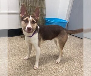Siberian Husky-Unknown Mix Dogs for adoption in Boston, MA, USA