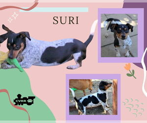 Dachshund-Unknown Mix Dogs for adoption in Lindsay, CA, USA
