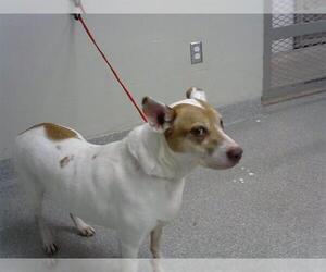 Labrador Retriever-Unknown Mix Dogs for adoption in Pasadena, TX, USA