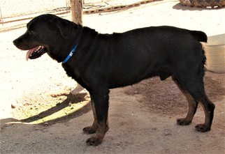 Medium Photo #1 Rottweiler Puppy For Sale in San Tan Valley, AZ, USA