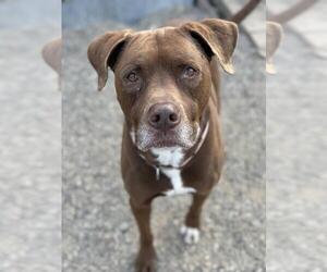 Labrador Retriever-Unknown Mix Dogs for adoption in Santa Maria, CA, USA