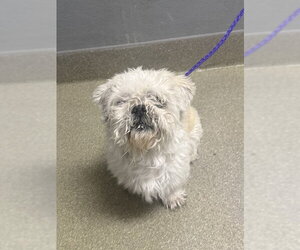 Shih Tzu-Unknown Mix Dogs for adoption in Las Vegas, NV, USA