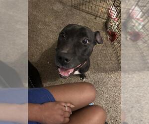 American Staffordshire Terrier Dogs for adoption in San Antonio, TX, USA