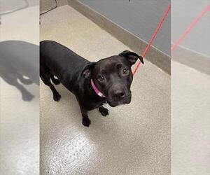 American Pit Bull Terrier-Unknown Mix Dogs for adoption in Las Vegas, NV, USA