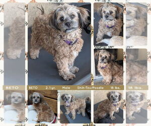 Shih-Poo Dogs for adoption in Mesa, AZ, USA