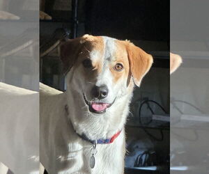 Labbe Dogs for adoption in Chandler, AZ, USA