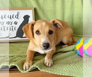 Dachsador Dogs for adoption in Genesee, WI, USA