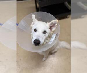 German Shepherd Dog-Unknown Mix Dogs for adoption in Chula Vista, CA, USA