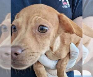 Chihuahua Dogs for adoption in Bakersfield, CA, USA