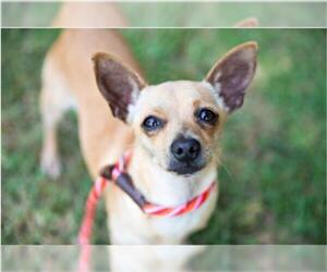 Chiweenie Dogs for adoption in San Luis Rey, CA, USA