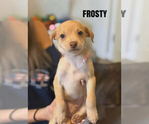 Chihuahua-Unknown Mix Dogs for adoption in Aurora, IN, USA